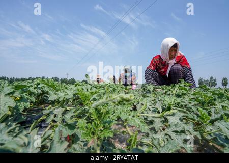 Comté de Luannan, Chine - 24 mai 2023 : les agriculteurs cassent les vignes pour les semis de pastèque dans les champs. Banque D'Images