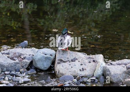 Un colvert mâle reposant sur un rocher à Killarney Creek, Bowen Island, Colombie-Britannique, Canada. Banque D'Images