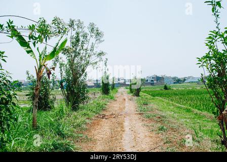 Un chemin de terre à travers un champ avec des arbres et des plantes Banque D'Images