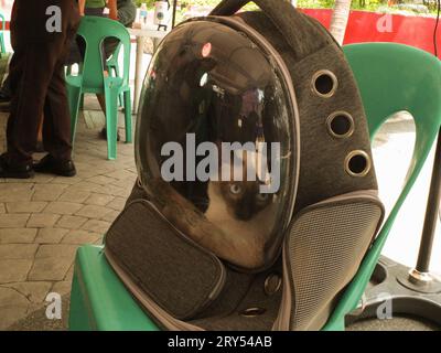 Navotas, Philippines. 28 septembre 2023. Un beau chat vu à l'intérieur d'un sac à dos de chat. Dans le cadre de la célébration de la Journée mondiale de la rage, le gouvernement de la ville de Navotas dirigé par le bureau de l'agriculture de la ville de Navotas, a procédé à la vaccination gratuite des chiens et des chats et à l'enregistrement des animaux de compagnie. Ils ont également donné gratuitement de la nourriture pour animaux de compagnie à ceux qui ont participé au programme. Crédit : SOPA Images Limited/Alamy Live News Banque D'Images