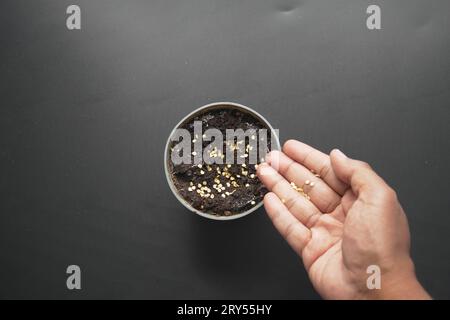 mettre une petite graine de piment fort dans une casserole avec de la terre Banque D'Images