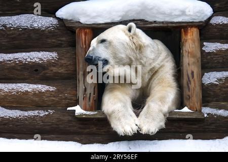 Un ours polaire regarde par la fenêtre d'une cabane enneigée Banque D'Images