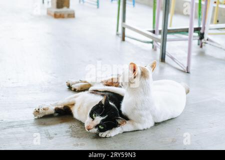 Deux chats couchés sur le sol et étreints Banque D'Images