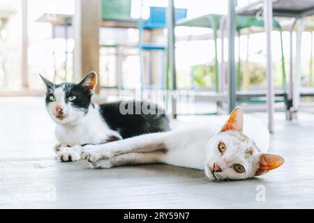 Deux chats couchés sur le sol Banque D'Images