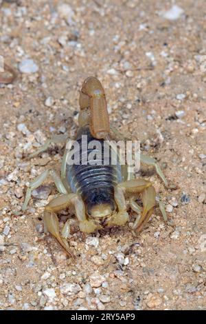 Désert géant Scorpion velu (Hadrurus arizonensis) Banque D'Images