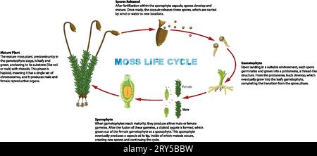 Infographie illustrée illustrant le cycle de vie des plantes de mousse Illustration de Vecteur