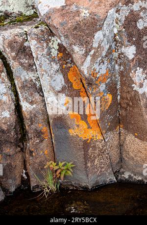 White Meadowsweet pousse d'une fissure dans des roches couvertes de lichens, Artist's point, Grand Marais, Cook County, Minnesota Banque D'Images