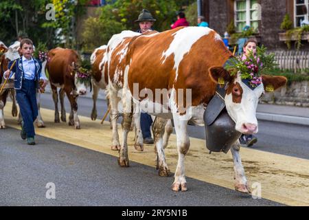 Le bétail cérémoniel automnal conduit des pâturages de montagne dans la vallée de Plaffeien, en Suisse. Procession alpine à Oberschrot. Chaque année en automne, le bétail est conduit de l'été sur l'alp au village en procession. Banque D'Images