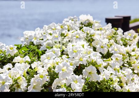 Pétunia, pétunias blanches dans le pot. Jardins communs colorés luxuriants en fleurs dans le parc de la ville. Nom de famille Solanaceae, Nom scientifique Petunia Banque D'Images