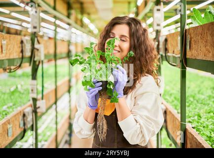 Jardinière femelle appréciant le parfum des feuilles de roquette verte dans la serre. Femme heureuse dans les gants en caoutchouc de jardin tenant le pot avec la plante verte et sentant la feuille aromatique fraîche. Banque D'Images