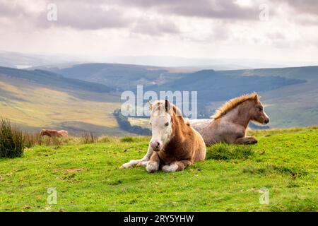 Poneys assis sur l'herbe près du sommet de Cribyn, Brecon Beacons, pays de Galles, Royaume-Uni Banque D'Images