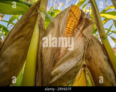 Gros plan de maturation d'épis de maïs doux sur une tige de plante Banque D'Images