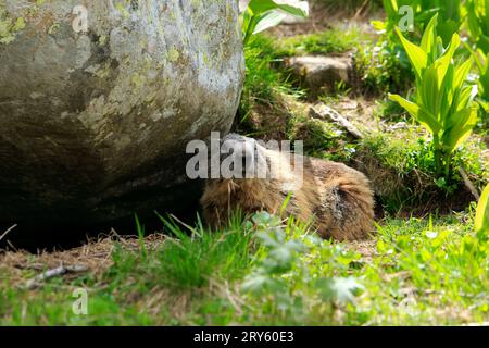 Marmot sur les rives du lac Allos, 2220 m, le plus grand lac naturel de haute altitude en Europe. Parc national du Mercantour. France Banque D'Images