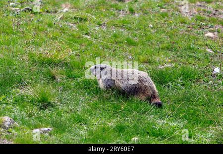 Marmot sur les rives du lac Allos, 2220 m, le plus grand lac naturel de haute altitude en Europe. Parc national du Mercantour. France Banque D'Images