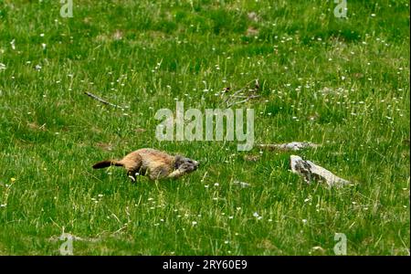 Marmot sur les rives du lac Allos, 2220 m, le plus grand lac naturel de haute altitude en Europe. Parc national du Mercantour. France Banque D'Images