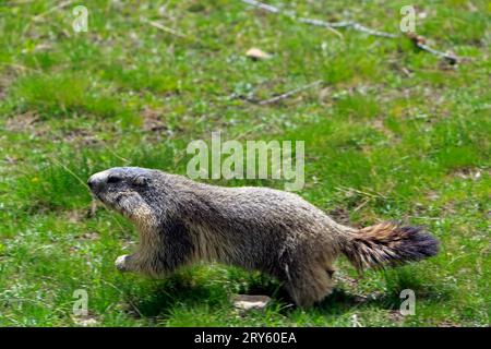 Marmot sur les rives du lac Allos, 2220 m, le plus grand lac naturel de haute altitude en Europe. Parc national du Mercantour. France Banque D'Images