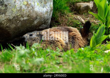 Marmot sur les rives du lac Allos, 2220 m, le plus grand lac naturel de haute altitude en Europe. Parc national du Mercantour. France Banque D'Images