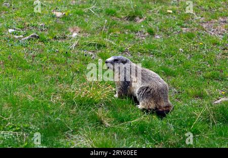 Marmot sur les rives du lac Allos, 2220 m, le plus grand lac naturel de haute altitude en Europe. Parc national du Mercantour. France Banque D'Images