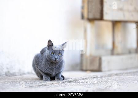 Chat errant bleu Habdsome aux cheveux courts, assis à l'extérieur dans le jardin. Regarder vers la caméra. Fond pastel de ton doux avec chat dans la mise au point sélective. Banque D'Images