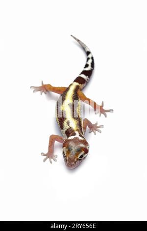 Lézard lézard léopard gecko isolé sur blanc vu d'en haut Banque D'Images