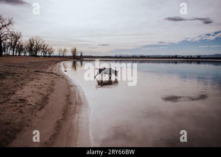 Jeune chien marchant dans le lac calme Banque D'Images