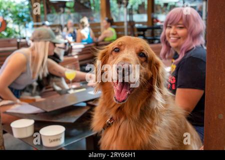 Chien souriant assis à table avec les propriétaires sur le patio au restaurant Banque D'Images