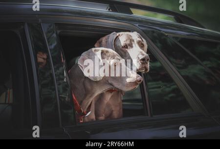 Paire de chiens gris debout ensemble et regardant par la fenêtre de la voiture. Banque D'Images