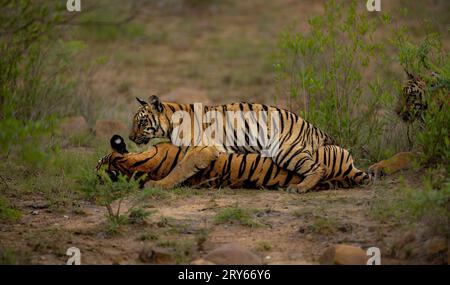 Mignons petits tigres relaxants MAHARASHTRA INDE des images HILARANTES de deux petits tigres boxant l'un l'autre montrent que même parmi les frères et sœurs, parfois il n'y a pas l Banque D'Images