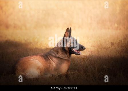 Portrait d'un chien Malinois en dressage, reposant dans l'herbe. Banque D'Images