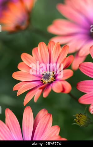 Gros plan de marguerites africaines oranges et roses fleurissant dans un jardin. Banque D'Images