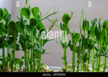 Petits légumes frais pousses de petits pois pour une salade saine. Produit biologique naturel frais. Banque D'Images