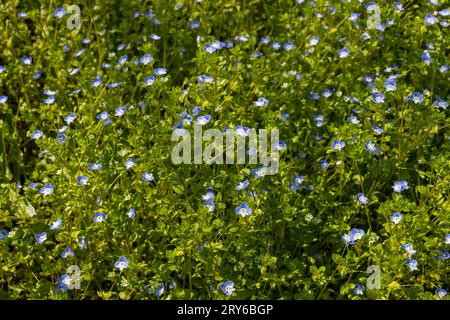 Arrière-plan d'été avec fleurs bleues veronica chamaedrys. Fleur bleue sur herbe verte, fond de printemps. Banque D'Images