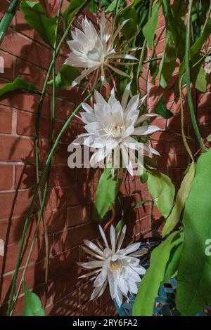 Vue en gros plan des fleurs blanches éclatantes de la nuit épiphyllum oxypetalum aka princesse de la nuit, reine de la nuit ou cactus pipe hollandais Banque D'Images