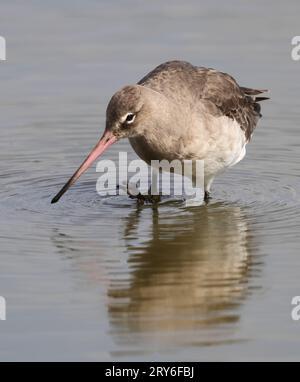 Un Dieu à queue noire (Limosa limosa) sur la migration à l'automne à Slimbridge WWT Banque D'Images