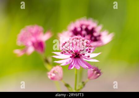 Astrantia Roma fleurs gros plan Banque D'Images