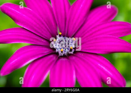 Rose foncé Osteospermum fleur de Marguerite africaine gros plan Banque D'Images