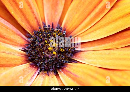 Osteospermum fleur de Marguerite africaine closeup macro Banque D'Images