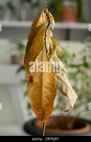 Gros plan sur les feuilles d'avocat séchées .gros plan sur la plante d'intérieur malade sèche. Banque D'Images