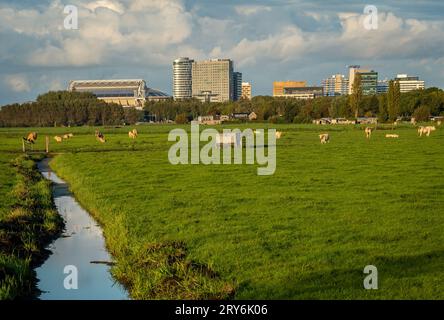 Vue d'Amsterdam Zuidoost, bâtiments modernes de grande hauteur vu du champ agricole avec le bétail Banque D'Images