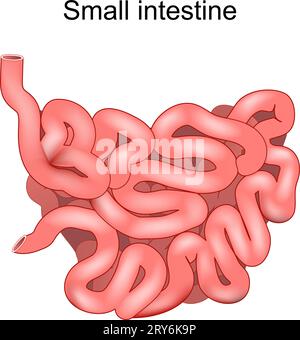 Intestin grêle. Illustration médicale. Anatomie humaine. L'intestin grêle fait partie du tractus gastro-intestinal. Appareil digestif. Illustration vectorielle Illustration de Vecteur