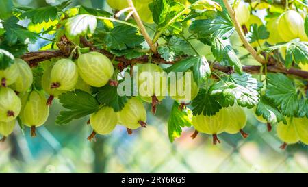 Mûrissement de groseille jaune sur branche avec des feuilles vertes dans un jardin. Ribes uva-crispa. Gros plan de baies sucrées de fruits d'été sains sur une brindille épineuse. Banque D'Images