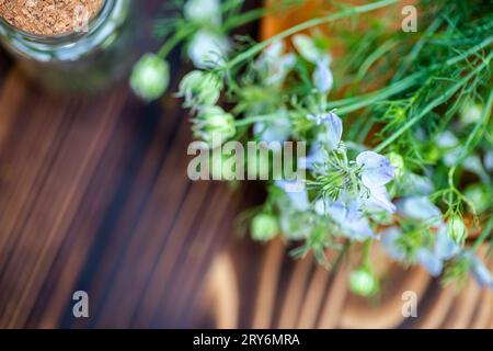 Nigella arvensis, diable-dans-un-Bush, amour-dans-un-brouillard en mortier de bois à côté des fleurs séchées dans un pot médical avec liège pour faire de l'huile de cumin noir Banque D'Images