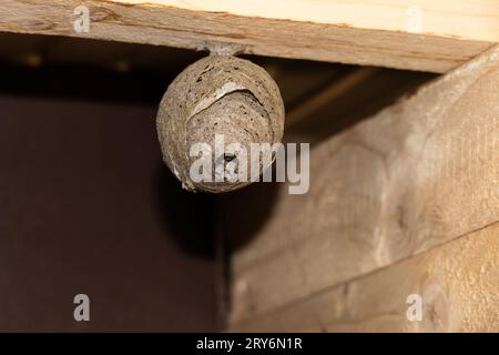 Un filet de guêpe est abandonné par ses habitants et suspendu à une poutre en bois dans un hangar. Banque D'Images