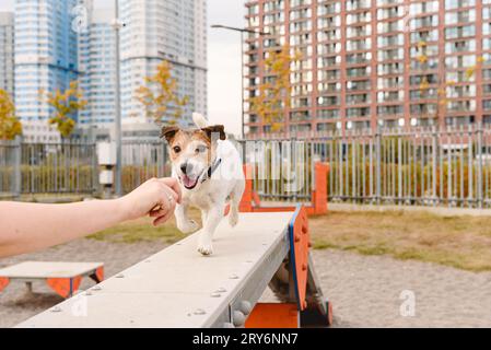 Chien dans le parc d'entraînement urbain apprenant à courir sur la poutre de marche de chien Banque D'Images