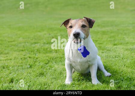 Concept de dressage de chiens sans stress avec clicker et renforcement positif Banque D'Images