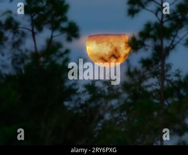 La dernière superlune de 2023. Vendredi matin 29 septembre 2023. Panama City, Floride. À travers les arbres et les nuages Banque D'Images