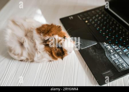 Les mains d'un adolescent travaillant sur un ordinateur portable sur le sol à côté d'un cobaye. Concept de bureau à domicile. Retour à l'école Banque D'Images