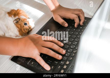 Les mains d'un adolescent travaillant sur un ordinateur portable sur le sol à côté d'un cobaye. Concept de bureau à domicile. Retour à l'école Banque D'Images