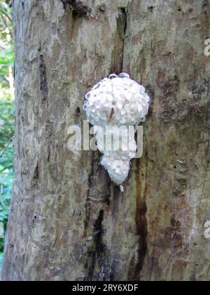 Champignon comestible champignon Tinder bordé d'armure. Fomitopsis pinicola sur le tronc d'un vieil arbre. Protection de l'environnement. Banque D'Images