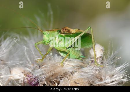 Sauterelle verte sur la plante à fleurs de chardon. Grand buisson-cricket vert, Tettigonia viridissima. Banque D'Images